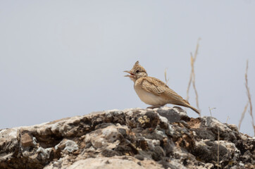 Very beautiful shot of the endangered Crested Lark bird in its natural environment ( Galerida cristata )
