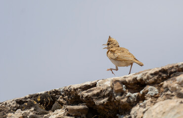 Very beautiful shot of the endangered Crested Lark bird in its natural environment ( Galerida cristata )
