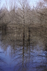 Refelections from the Duck Blind