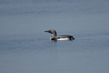 Black -Throated Loon on a lake in Sweden.