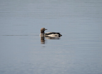 Black -Throated Loon on a lake in Sweden.