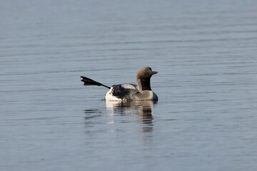 Black -Throated Loon on a lake in Sweden.