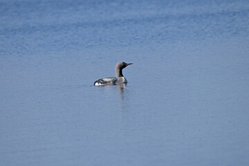 Black -Throated Loon on a lake in Sweden.