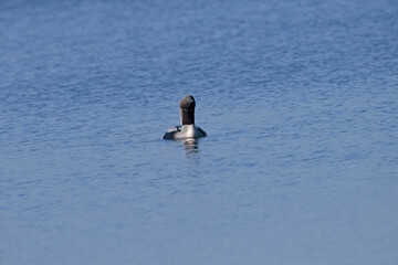 Black -Throated Loon on a lake in Sweden.