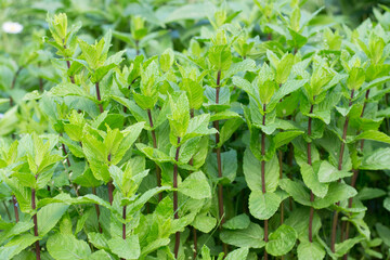 Growing of mint in garden