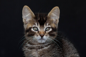 portrait of tricolor domestic kitten looking aside on the black background