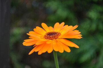 Ringelblume