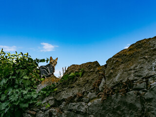 pussy sitting on a stone wall