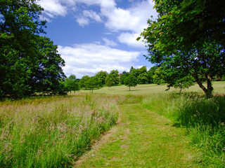 Fototapeta na wymiar meadow path