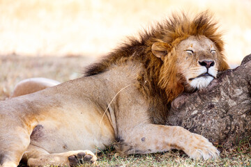 Naklejka premium Male lion in Africa