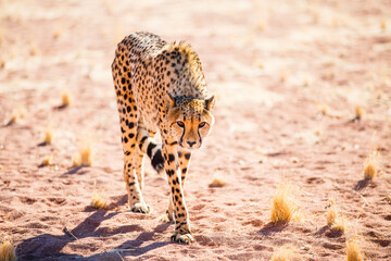 Cheetah in wild