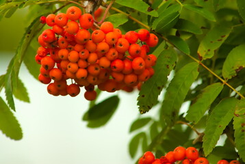 Owoce jarzębiny. Rowan fruits. 