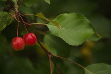 Owoce miniaturowej jabłoni. Małe jabłuszka ( rajskie).