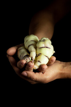 Roots of Mashua an Andean vegetable in hands