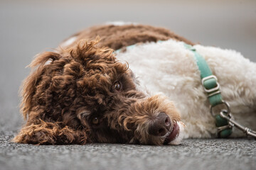 Cute and fluffy lazy Bernese labradoodle puppy dog laying on sidewalk