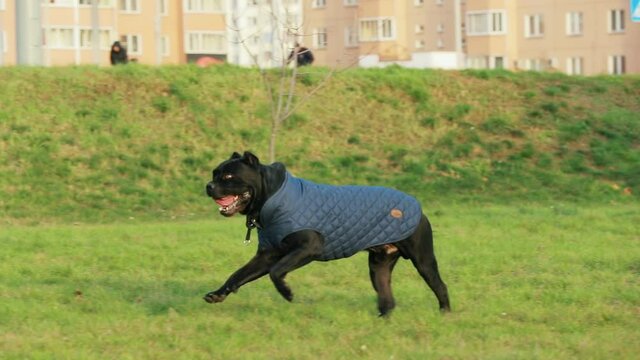 Active Black Cane Corso Dog Play Running Jumping With Plate Toy Outdoor In Park. Dog Wears In Warm Clothes. Big Dog Breeds. slow mo, slow motion, motion, slow, slo-mo, slow-mo
