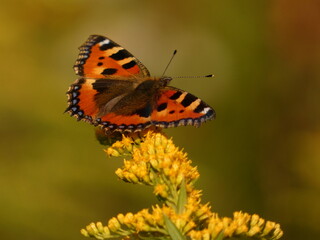 Small tortoiseshell butterfly (Aglais urticae) on Canadian goldenrod (Solidago canadensis), Gdansk, Poland