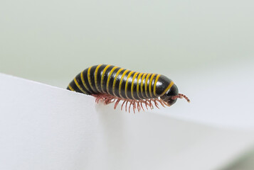 A Millipede crawling on a piece of paper.