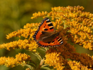  Small tortoiseshell (Aglais urticae) - orange butterfly on Canadian goldenrod flowers (Solidago canadensis), Gdansk, Poland