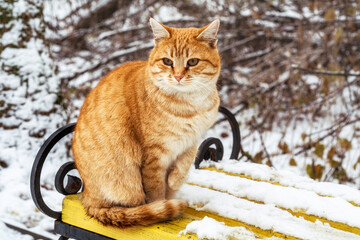Homeless ginger cat in cold winter sitting on a wooden bench