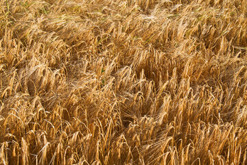 View into a Barley field, ready for harvest, natural background