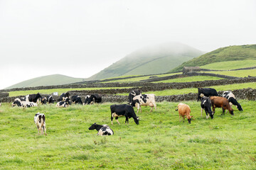 Paisagem rural açoriana na ilha de São Miguel. Vacas no nevoeiro.