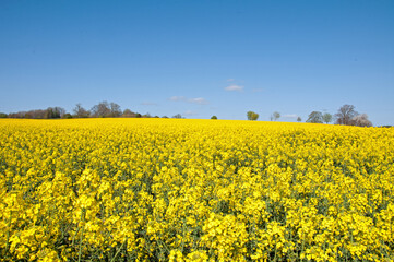Obraz premium Summertime canola crops in the UK.