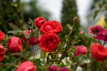 red roses in garden