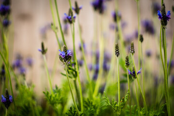 lavender flowers in the field