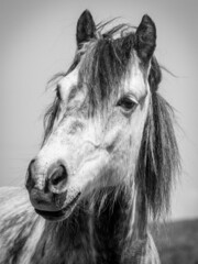 schwarz-weiß Portät eines grauen Pony/Pferdes mit langer Mähne