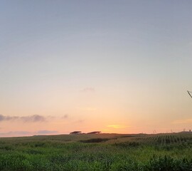 sunset in the field