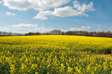 Summertime canola crops in the UK.