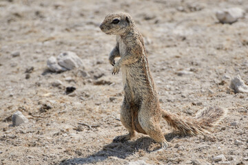 Close-up of a Cape ground squirrel or South African ground squirrel (Xerus inauris) in the desert of Namibia, Africa.