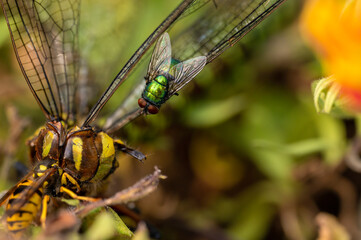 A common greenbottle fly (Lucilia sericata) that sits on the wing of a dead dragonfly and watches a wasp eat.