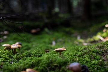 Mushrooms in a German forest