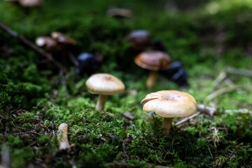 Mushrooms in a German forest