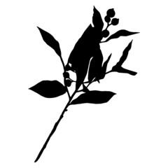 Leaves in black and white