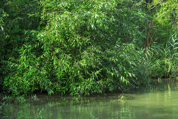 green willow branches over water on a summer sunny day
