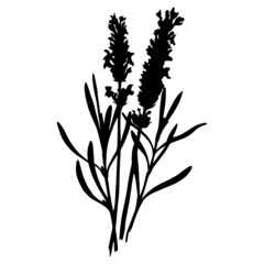 Leaves in black and white