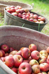 apples in a basket