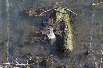 Bouteille en verre dans une rivière