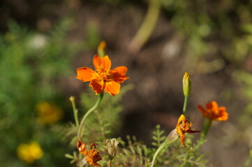 Obraz na płótnie Canvas orange flowers in the garden