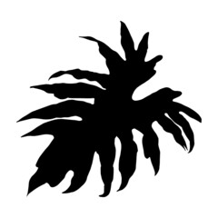 Leaves in black and white