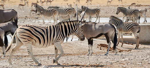 Fototapeta na wymiar Herd of wild animals on safari at Etosha national park, Namibia, Africa.
