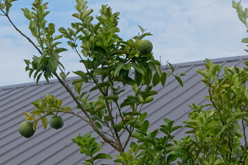 Beaux citrons verts en Guyane française