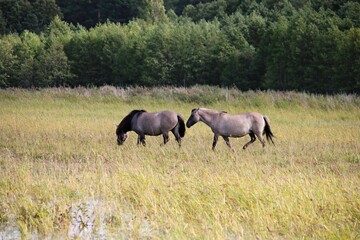 Naklejka na ściany i meble Herd of wild horses grazes in a wide meadow along the river bed