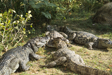 Alligator puppies (pap yellow alligator) in the park of Rio de Janeiro, Brazil.
