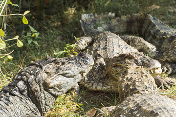 Alligator puppies (pap yellow alligator) in the park of Rio de Janeiro, Brazil.