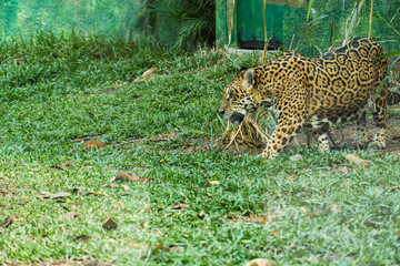 Onça pintada, as it is known in Brazil, or Jaguar in a bio park. © Diego