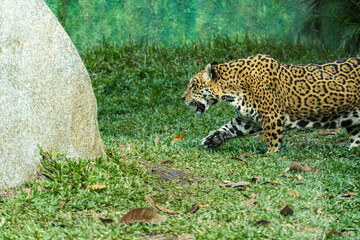 Onça pintada, as it is known in Brazil, or Jaguar in a bio park. © Diego